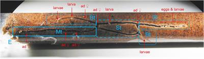 Cooperative Breeding in the <mark class="highlighted">Ambrosia Beetle</mark> Xyleborus affinis and Management of Its Fungal Symbionts